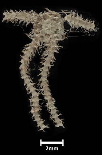 Media type: image;   Invertebrate Zoology OPH-2112 Description: Bottom up view of single ophiuroid specimen with a scale bar.;  Aspect: ventral